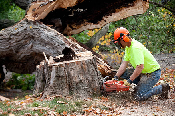Professional Tree Services in Oglesby, IL